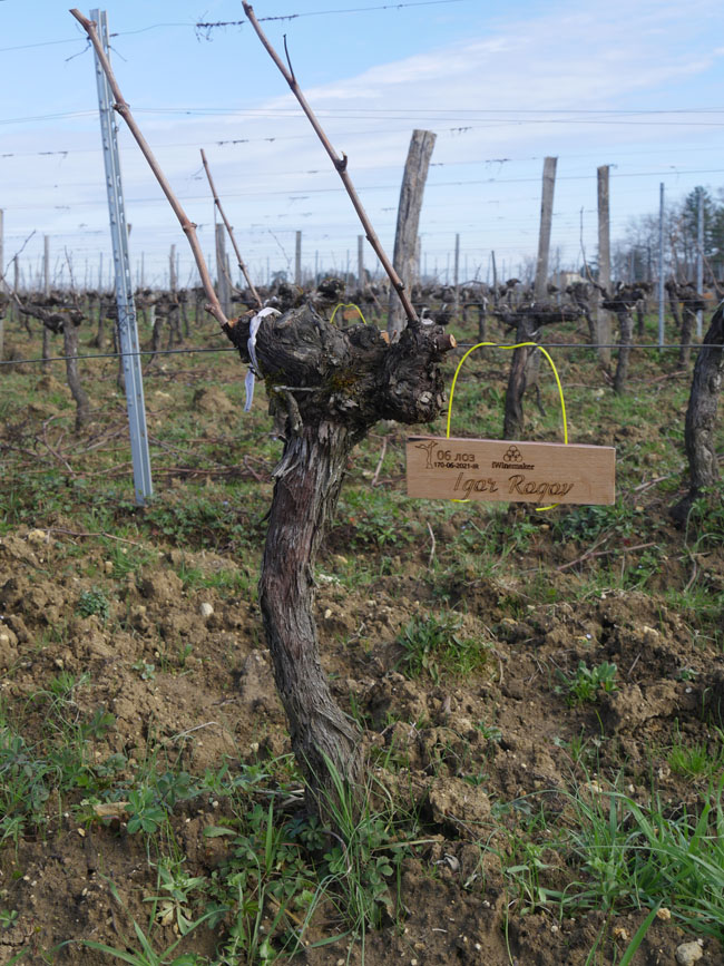 Виноградник на урожай